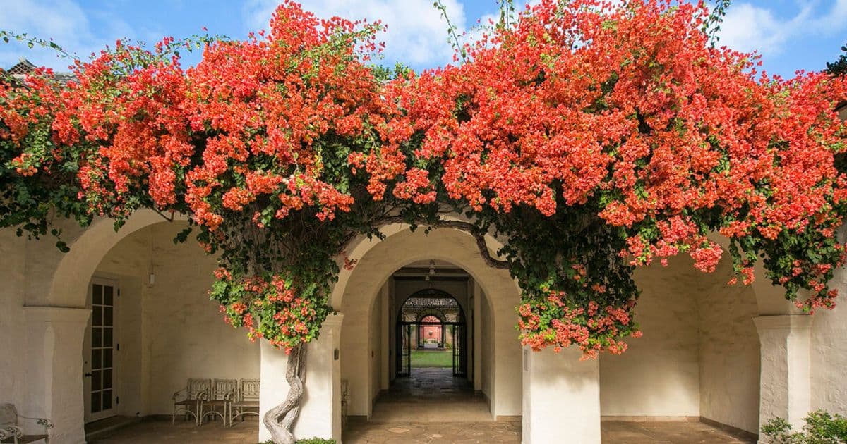 Courtyards of HoMA — Thursdays and Saturdays at 11am