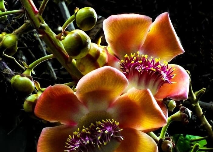 Docent Garden Tours